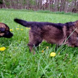 German Shepherd Puppies from K9 Academy