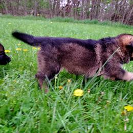 German Shepherd Puppies from K9 Academy
