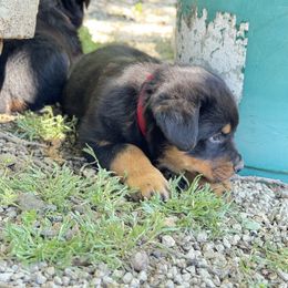 Rottweiler Puppies from Cross Creek Rottweilers
