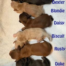 Dachshund puppies from Green Acres Dachshunds