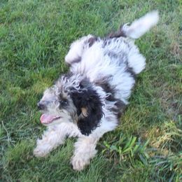 Aussiedoodle, Miniature Australian Shepherd, Poodle, and Toy Australian Shepherd Puppies from Mowry Creek Mini Aussiedoodles and More