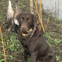 Titus - Labrador Retriever