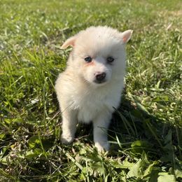 Kira - White female Pomsky puppy in Bucyrus, Missouri from Hill Top Pomskies