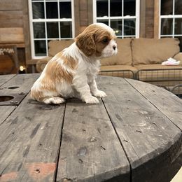Boy 1 - Blenheim male Cavalier King Charles Spaniel puppy in Pavo, Georgia from Southern Oaks Kennel