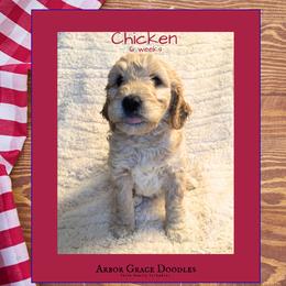 Chicken - Apricot male Goldendoodle puppy in North Conway, New Hampshire from Arbor Grace Doodles