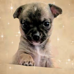 Kahlua - Black sabled fawn female Chihuahua puppy in Monterey County, California from Dei’s Chihuahuas