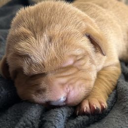 Flint - Yellow male Labrador Retriever puppy in Alcester, South Dakota from Theresa Rhodes