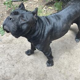 Cane Corso All Grown Up from Clear Creek