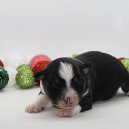 Female  2 - Black tri female Miniature American Shepherd puppy in Childress, Texas from Taylor Farms
