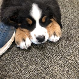 Bernese Mountain Dog Puppies from Berners of New Mexico