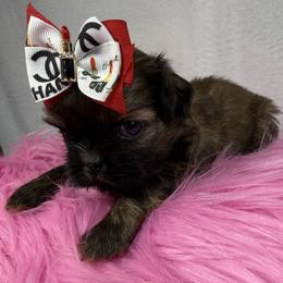 Godiva - Chocolate female Shih Tzu puppy in Columbia, Kentucky from Lisa Bandy Luxe Shih Tzu