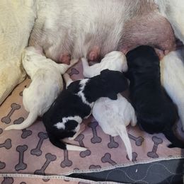 Labradoodle puppies from Caldron Falls Doodles and Poodles