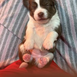 Juniper - Chocolate and white female Chihuahua puppy in Canton, Texas from Heavenly Chihuahua