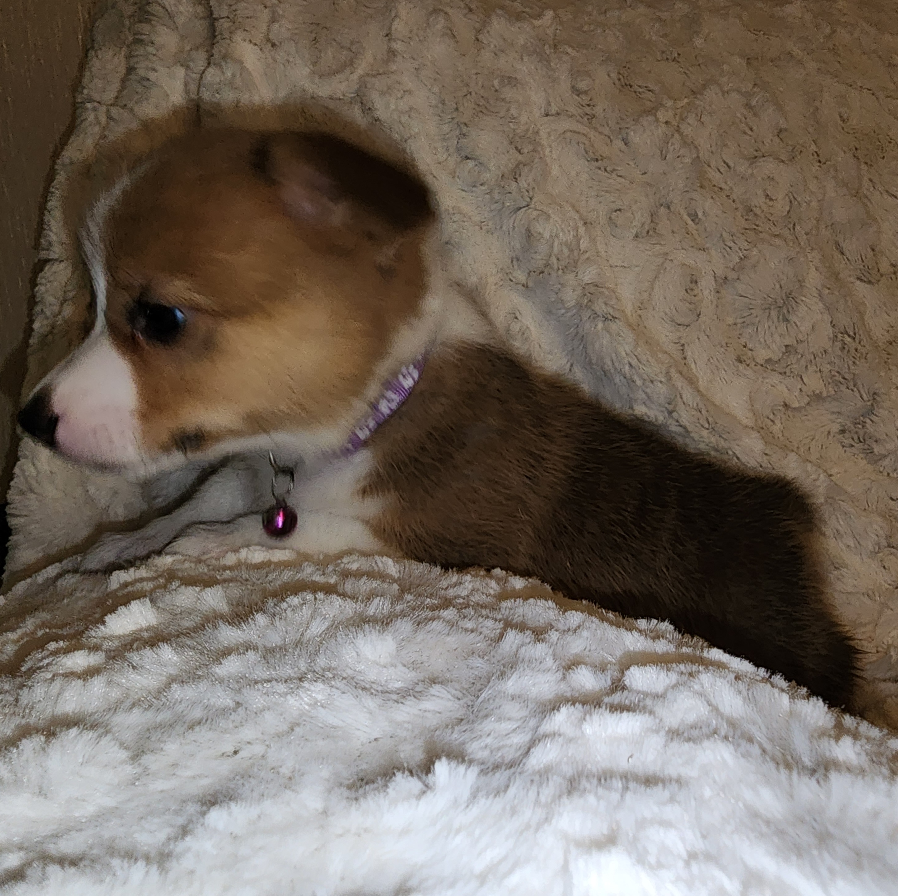 Pembroke Welsh Corgi Puppies from Tiny Titans K9