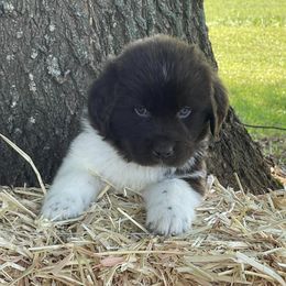 Newfoundlands from Double T Newfoundlands & Cocker Spaniels