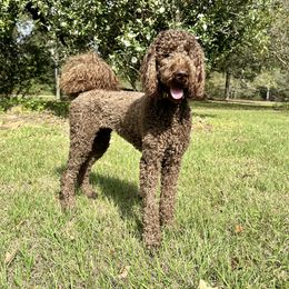 Phoebe - Goldendoodle