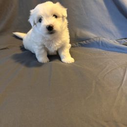 Avaline - White female Coton de Tulear puppy in Timber, Oregon from Sterling’s Sweet Cotons
