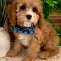 Bernedoodle, Cavapoo, and Goldendoodle Puppies from Blackberry Farm Puppies