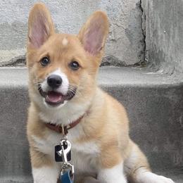 Pembroke Welsh Corgis from Sunrise playful puppies