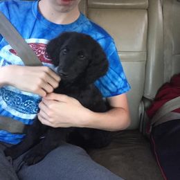 Goldendoodle All Grown Up from Simply Doodles LLC