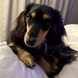 Tilly - Dachshund