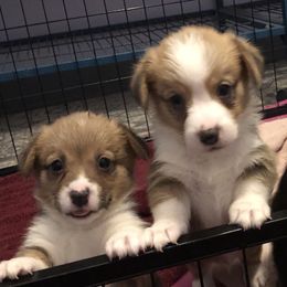 American Corgi and Pembroke Welsh Corgi Puppies from Red White & Bluie Corgi