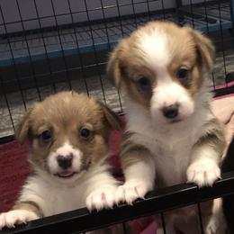 American Corgi and Pembroke Welsh Corgi Puppies from Red White & Bluie Corgi