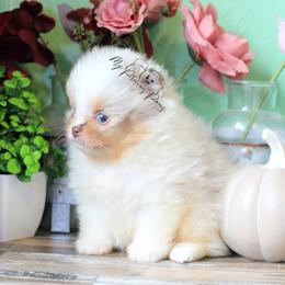 AKC Jack-Jack Blue eyes - Chocolate merle male Pomeranian puppy in Sacramento, California from My Precious Poms