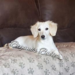 Janey - Dachshund
