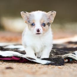 Meeko - 2200 - Blue merle and white male American Corgi puppy in Star City, Arkansas from T4 Farms