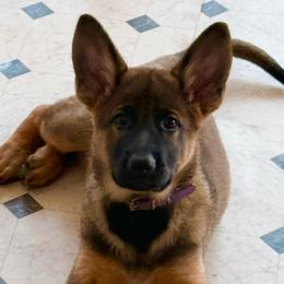 Amethyst - Black and tan female German Shepherd puppy in Anaheim, California from Hanan's German Shepherds