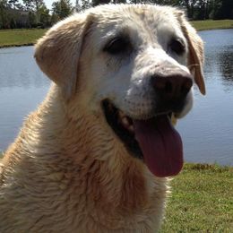 Labrador Retrievers from Kelley Hall's Labrador Retrievers
