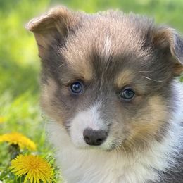 Reduced AKC Fluffy Bluie boy - Blue Pembroke Welsh Corgi puppy in Woodland, Washington from MB Acres Corgis