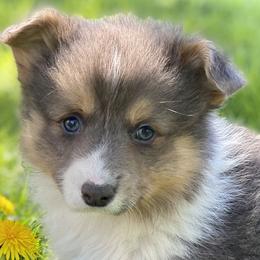Reduced AKC Fluffy Bluie boy - Blue Pembroke Welsh Corgi puppy in Woodland, Washington from MB Acres Corgis