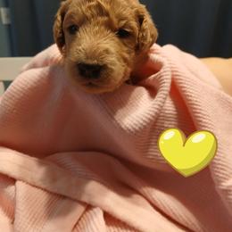 Yellow - Apricot male Poodle puppy in Big Rapids, Michigan from Meeker's Ridge Standard Poodles
