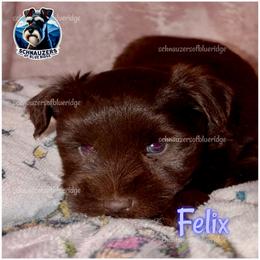 Felix - Liver male Miniature Schnauzer puppy in Spruce Pine, North Carolina from Schnauzers of Blue Ridge