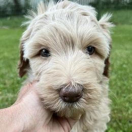 Aussiedoodles, Goldendoodles, and Labradoodles from Adirondack Labradoodles