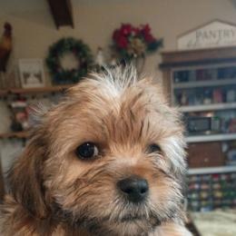 Pink baby boy - Gold and white male Shorkie puppy in Chipley, Florida from Relentless Homestead