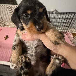 AKC Mushu - Dapple male Dachshund puppy in Erie, Michigan from Champagne’s Grinch Toe’d Dachshunds
