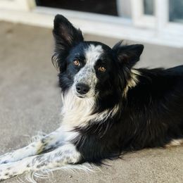 Australian Shepherds and Border Collies from Wild Rose Ranch
