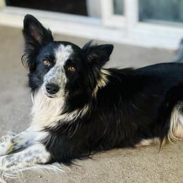 Australian Shepherds and Border Collies from Wild Rose Ranch