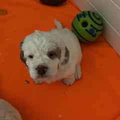 Clumber Spaniel Puppies from Briton Clumber Spaniels