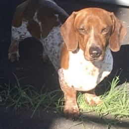 Got milk - Dachshund