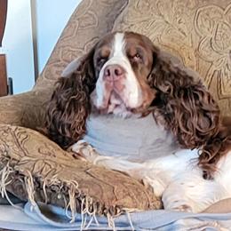Parker - English Springer Spaniel