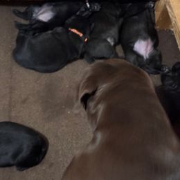 Girl 4 - Black female Labrador Retriever puppy in Colorado City, Colorado from Labrador emPAWrium