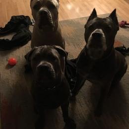 Cane Corso from K9 Abilities
