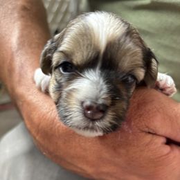 Jo (pink ribbon) - Chocolate sable female Havanese puppy in Weston, Wisconsin from Tzedek Farm