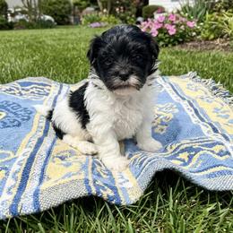 Milo - Black and white male Havanese puppy in Charlotte, North Carolina from Butterfly Havanese