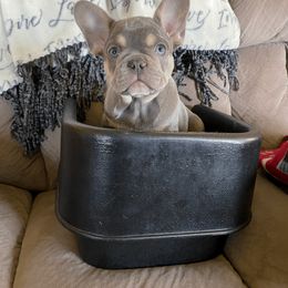 French Bulldog Puppies from Bleu Rock French Bulldogs