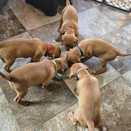 Vizsla Puppies from Driftless Vizslas